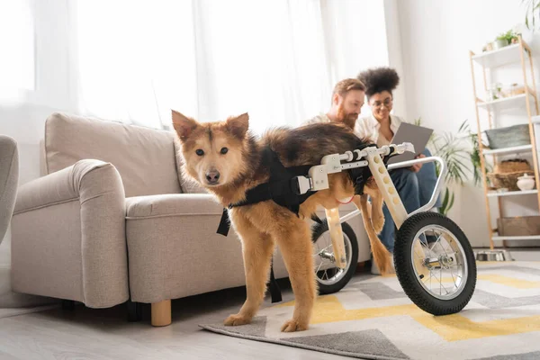Disabled dog on wheelchair standing near blurred multiethnic couple with laptop at home