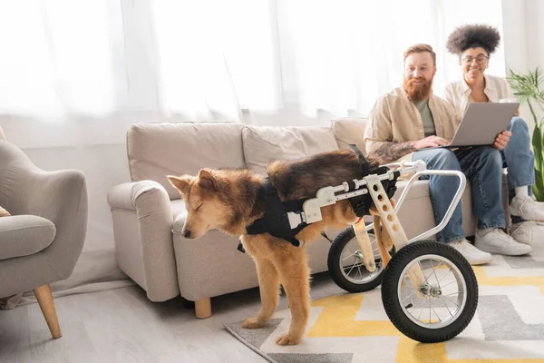 Disabled dog in wheelchair standing near smiling interracial couple with laptop at home