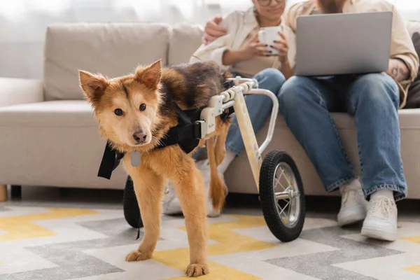 ソファの上にラップトップを持つぼやけた異人種間のカップルの近くに立っている車椅子の犬 — ストック写真