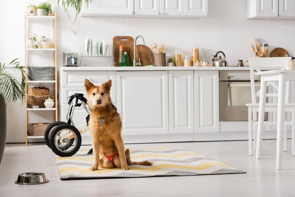 Disabled dog sitting near wheelchair and bowl in kitchen