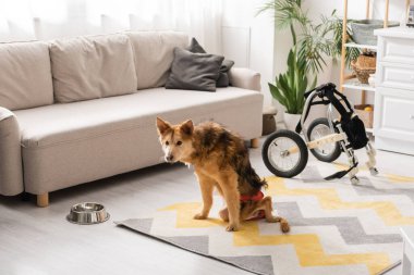 Evde tekerlekli sandalye ve kasenin yanında oturan engelli köpek. 