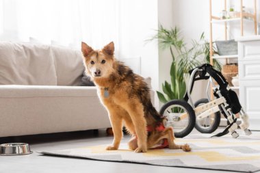Evde tekerlekli sandalyenin yanında oturan engelli köpek kameraya bakıyor. 