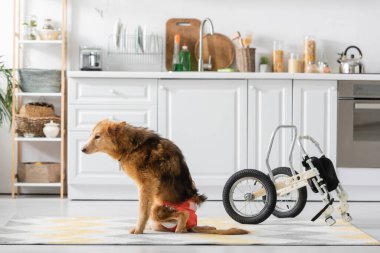 Özel ihtiyaçları olan köpek mutfakta tekerlekli sandalyenin yanında oturuyor. 