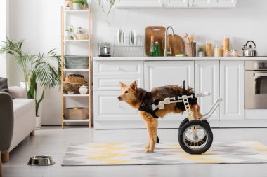 Evde mutfakta duran tekerlekli sandalyedeki engelli köpek. 