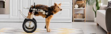 Tekerlekli sandalyede özel ihtiyacı olan köpek bir evde, pankartta duruyor 