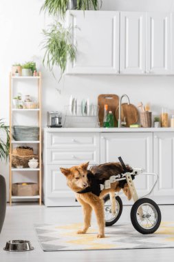 Tekerlekli sandalyedeki engelli köpek mutfağa yakın duruyor. 
