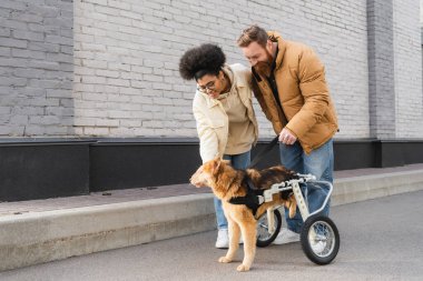 Gülümseyen Afrikalı Amerikalı kadın tekerlekli sandalyedeki köpeği dışarıda erkek arkadaşının yanında okşuyor. 