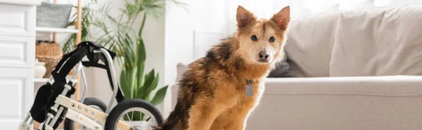 Pies Specjalnymi Potrzebami Siedzi Pobliżu Wózka Inwalidzkiego Domu Sztandar — Zdjęcie stockowe