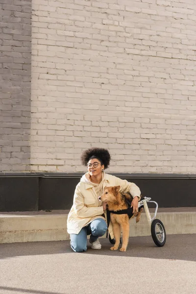 Positiva Donna Afroamericana Che Guarda Lontano Vicino Cane Disabile Sedia — Foto Stock