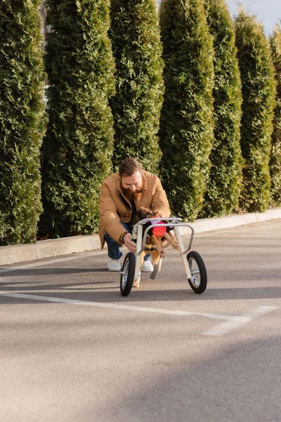 Sakallı Adam Gülümsüyor Baharda Tekerlekli Sandalyede Sakat Köpeği Okşuyor — Stok fotoğraf