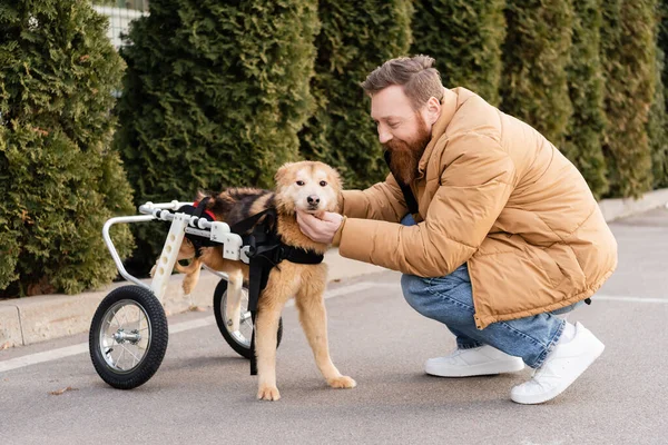 Позитивний Чоловік Дивиться Собаку Інваліда Інвалідному Візку Відкритому Повітрі — стокове фото
