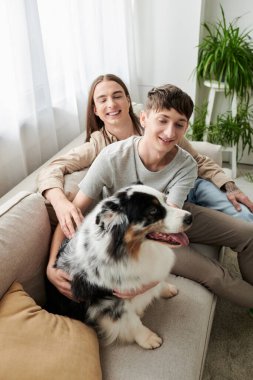 Tasasız genç homoseksüel çift, evdeki modern oturma odasındaki bulanık bitkilerin yanında kanepe üzerinde vakit geçirirken tüylü Avustralya çoban köpeğine bakıyor. 
