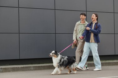 excited gay man with open mouth and pigtails hairstyle holding leash and walking out with Australian shepherd dog and happy boyfriend in casual outfit near modern grey building  clipart