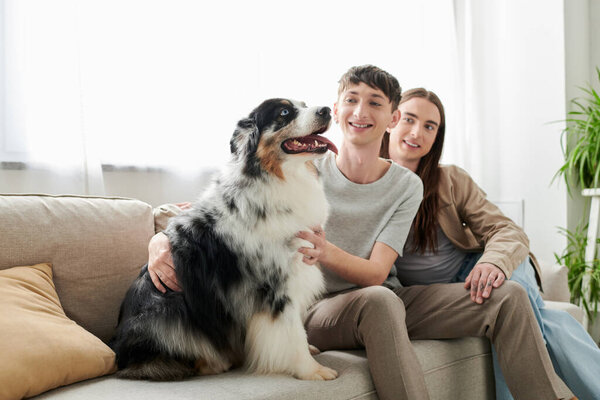 Positive and blurred same sex couple in casual clothes looking and petting cute Australian shepherd dog while sitting on couch together in living room at home 