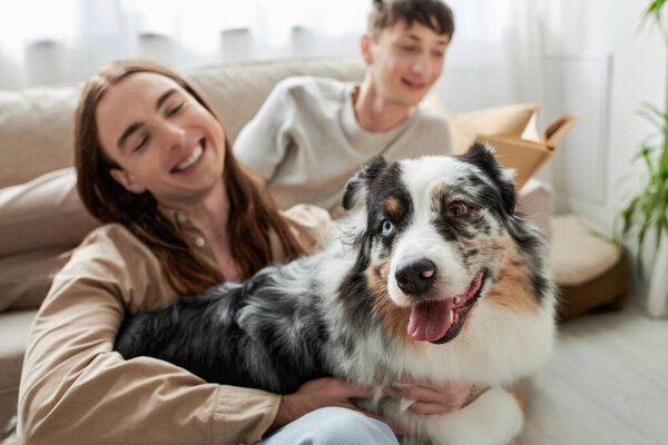 Australian shepherd dog sticking out tongue while breathing near happy gay man hugging him and sitting next to boyfriend on blurred background in living room 