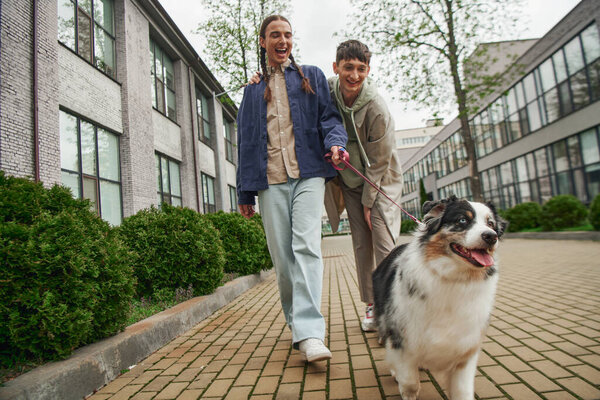 excited gay man with pigtails holding leash of Australian shepherd dog and walking out with smiling boyfriend in casual outfit near modern building on urban street 