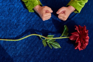 Kıdemli adamın buruşuk elleri ve kırmızı yapraklı taze şakayık çiçeğinin yanında sıkılmış yumrukları mavi kadife masa örtülü yeşil yaprakları, yaşlanan nüfus kavramı, üst görünüm