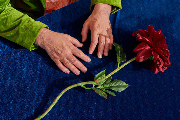 partial view of elderly man with wrinkled hands sitting near red and fresh peony flower with green leaves on table with blue velour cloth, senior male model, aging population concept, top view