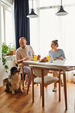 Evde kız arkadaşıyla kahvaltı ederken sınır köpeğini okşayan olumlu bir adam.