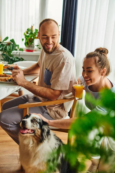Smiling couple with orange juice having breakfast near border collie dog at home in morning