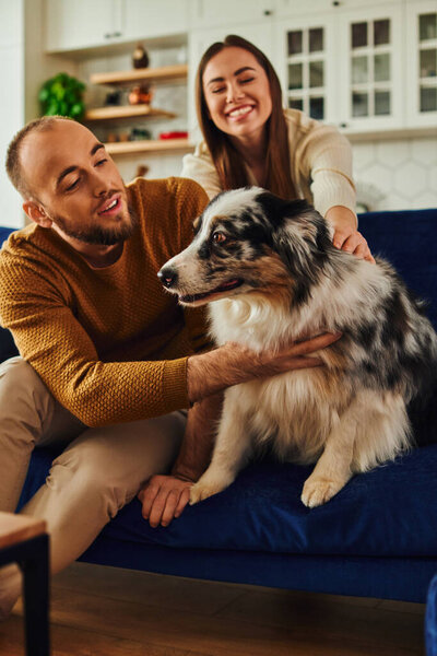 Cheerful couple in casual clothes hugging furry border collie on couch in living room at home