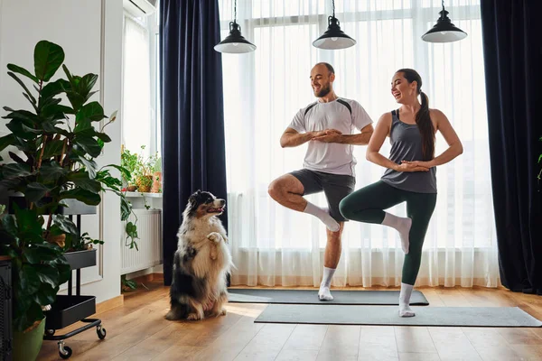 stock image Cheerful couple standing in yoga pose on fitness mats and looking at border collie at home