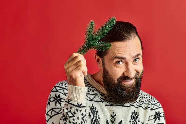 Stock image happy bearded man in winter sweater holding branch of pine tree on red backdrop, Merry Christmas