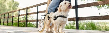 Yetişkin bisikleti parkta sürüyor, arkasında da mutlu bir köpek var..