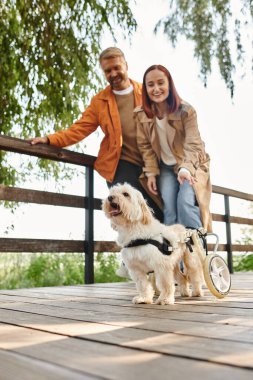 Tekerlekli sandalyedeki yetişkin bir çift köpekleriyle parkta yürüyüş yapıyor..