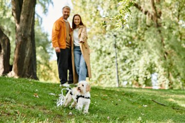 Sıradan giyinmiş yetişkin bir çift köpeğini yemyeşil bir parkta gezdirir..