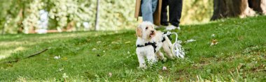 Küçük beyaz bir köpek yemyeşil bir tarlanın üzerinde duruyor..