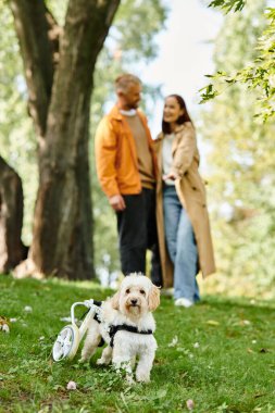 Yetişkin bir çift, günlük kıyafetleriyle parkta bir köpeğin yanında dikiliyorlar..