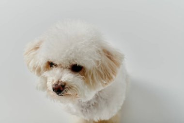 Parlak beyaz bir zeminde sakince oturan küçük beyaz köpek..