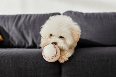 Beyaz köpek rahat bir kanepede beysbol çiğniyor..