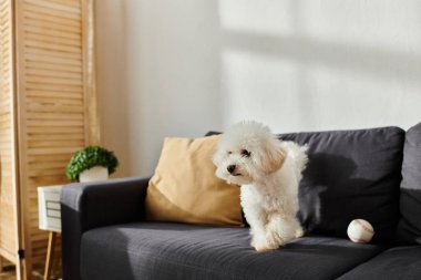 Küçük beyaz bir köpek, Bichon Frise, parlak siyah bir kanepede dinleniyor..
