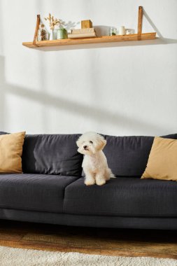 Bir bizon friz köpeği rahat bir şekilde rahat bir oturma odasında koltukta oturur..