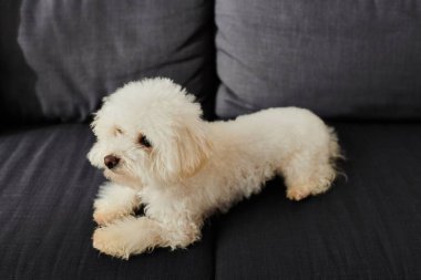 Küçük beyaz köpek rahat bir odada siyah kanepenin üzerinde dinleniyor..
