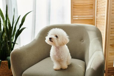 Küçük beyaz bizon friz köpek gri bir sandalyenin üstünde oturuyor..