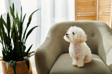 Küçük beyaz Bichon Frise köpeği yeşil saksı bitkisinin yanında bir sandalyede dinleniyor..