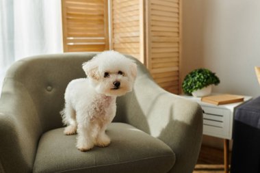 Küçük beyaz Bichon Frise köpeği bir sandalyenin üstünde oturuyor..