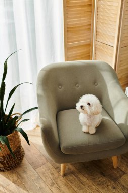 A bichon frise dog sitting in a chair beside a potted plant. clipart