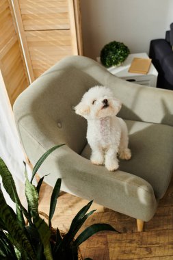 Küçük beyaz bir köpek, bizon friz, yeşil bir sandalyede oturuyor..
