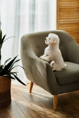 Küçük beyaz köpek saksı bitkisinin yanında oturuyor..
