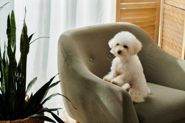 A small white bichon frise sits comfortably on a chair. clipart