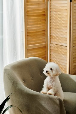 Küçük beyaz bir Bichon Frise köpeği zarif bir şekilde evdeki sandalyede oturuyor..