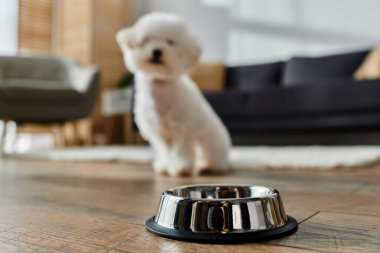 Küçük beyaz Bichon Frise köpeği yerde bir kasenin yanında oturuyor..