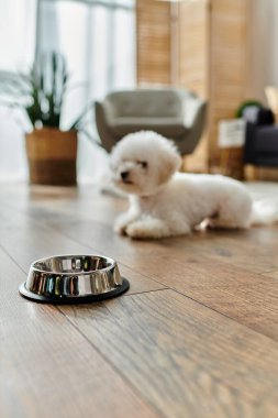 Küçük beyaz bir Bichon Frise köpeği bir kasenin yanında huzur içinde dinleniyor..