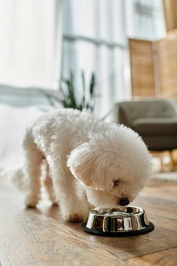 Küçük beyaz bir köpek, bir bizon friz, ahşap bir zeminin üstünde duruyor, su içiyor..