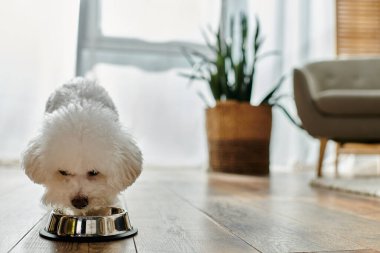 Küçük beyaz köpek mutlu bir şekilde kaseden yiyor..