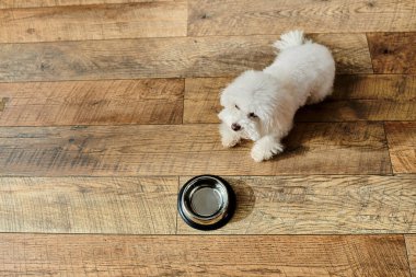 Küçük beyaz Bichon Frise köpeği tahta zeminde duruyor..